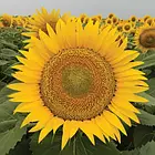 Насіння соняшника Сурелі HTS Syngenta, фото 2