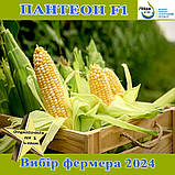Кукурудза цукрова біколор, Пантеон F1 ,ТМ Libra Seeds, фото 4