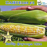 Кукурудза цукрова біколор, Пантеон F1 ,ТМ Libra Seeds, фото 3