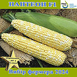 Кукурудза цукрова біколор, Пантеон F1 ,ТМ Libra Seeds, фото 5