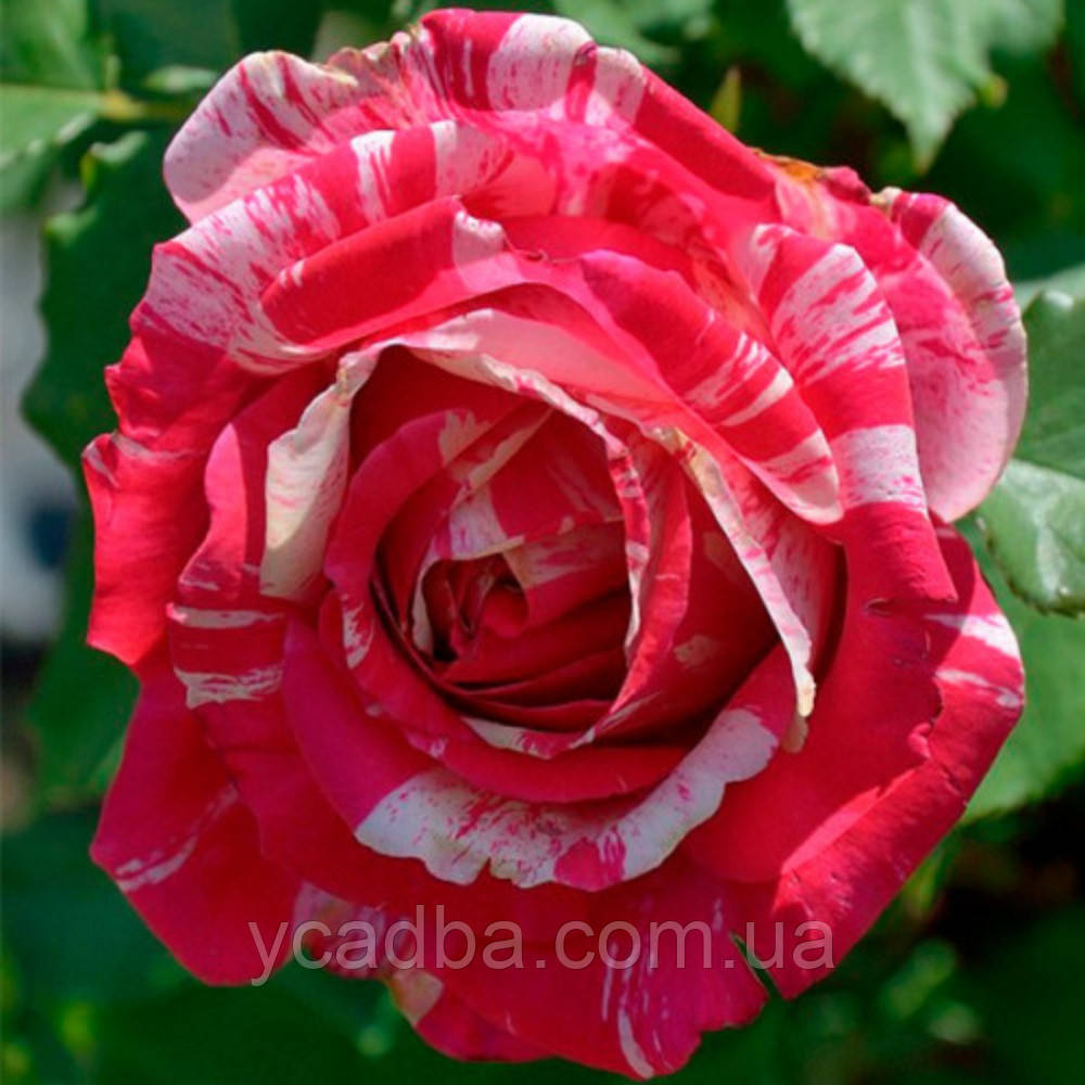 Троянда чайно-гібридна Бест Імпрешн (тубус), фото 1