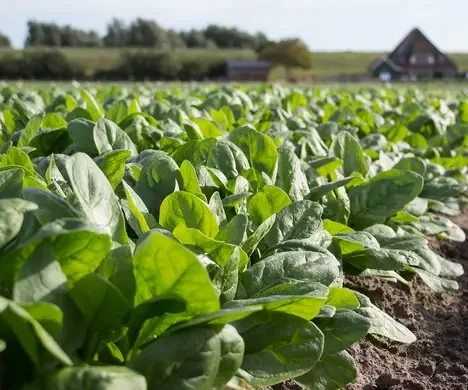 Насіння шпинату PV 1026 Hazera (Pop Vriend Seeds) 25000