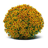 Хризантема Мультифлора Ciotat Red Gold - в горщику р.12