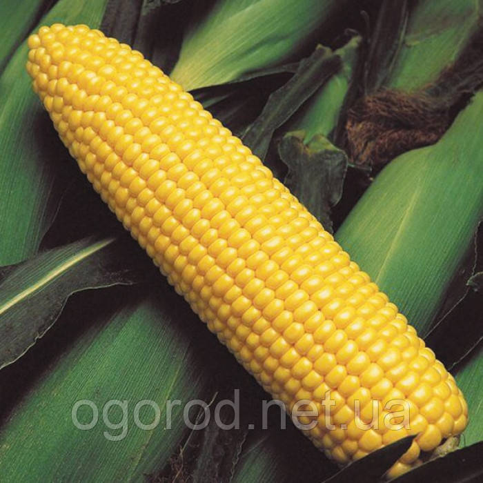 GSS 3071 F1 кукурудза суперсолодка Syngenta Голландія 20 шт
