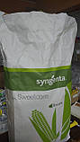 GSS 3071 F1 кукурудза суперсолодка Syngenta Голландія 20 шт, фото 5
