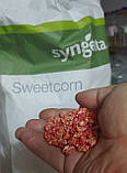 GSS 3071 F1 кукурудза суперсолодка Syngenta Голландія 20 шт, фото 6