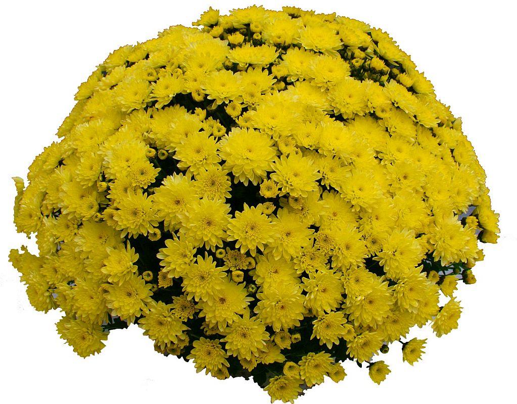 Хризантема Branfountain Yellow (Бранфонтан Жовтий).. Мультифлора. розсада