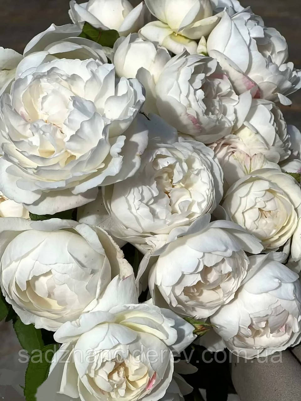 Саджанці троянд Вінчестер Катедрал (Winchester Cathedral), фото 1