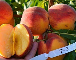 Персик 3-х річний "T-3 Вайн Голд" (середньо-пізній термін дозрівання)