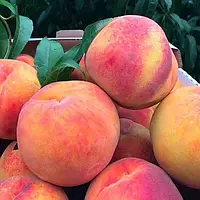 3-х річний Персик "Ред Хевен" (літній сорт, середній термін дозрівання)