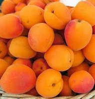 Абрикос 3-х річний "Сірена" (средньо-пізній сорт)