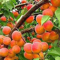 Абрикос 3-х річний "Меджик Кот" (ультра раній термін дозрівання)