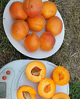 Абрикос 3-х річний "Богатир" (вирізняється дуже рясним урожаєм)