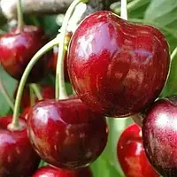 Черешня 3-х річна "Крупноплідна" (дуже великі плоди, середньостиглий термін)
