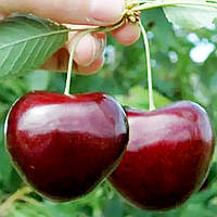 Черешня 3-х річна "Гігантелла" (італійська селекція, середній термін дозрівання)