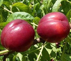 Нектарин 3-х річний "Ванг-8" (ранній, невибагливий, зимовостійкий)