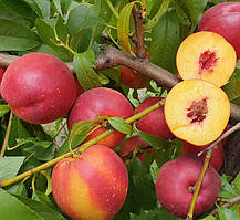 Нектарин 3-х річний "Харко" (середній термін дозрівання)