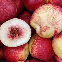 Нектарин 3-х річний "Септембер Квін" (пізній, невибагливий, великоплідний)