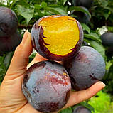 Слива 3-х річна Диплоїдна "Анжеліно" (Осінній сорт, пізній термін дозрівання), фото 2