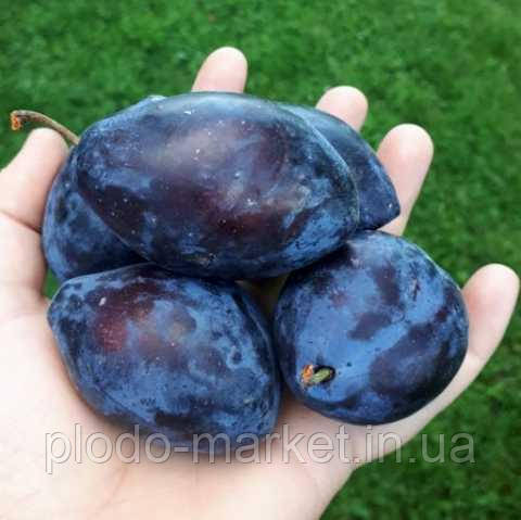 Слива 3-х річна "Угорка" (пізній строк достигання), фото 1