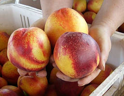 Саджанці нектарину Фентезі