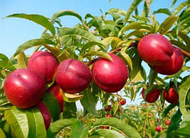 Саджанці нектарину Флейвон Топ