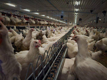 Ланцюгова система годування для несучок та батьківського стада бройлерів