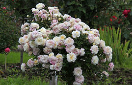 Саджанці троянд Букет Парфе (Bouquet Parfait)