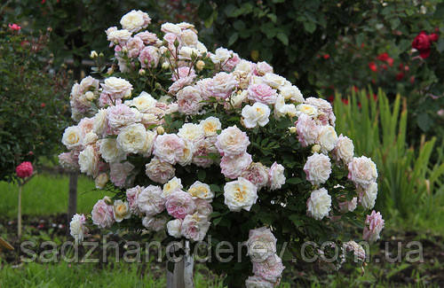 Саджанці троянд Букет Парфе (Bouquet Parfait), фото 1