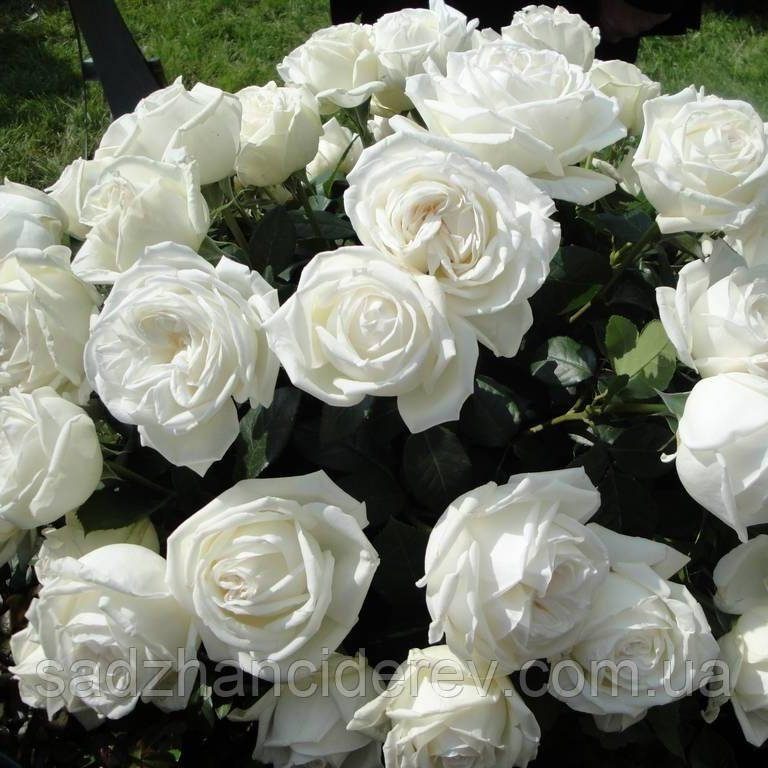 Саджанці троянд Боїнг (Boeing)