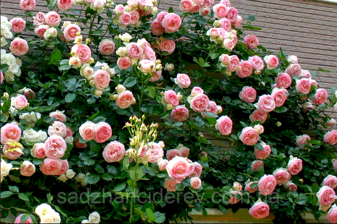 Саджанці троянд Цезар (Cesar, Цезар), фото 1