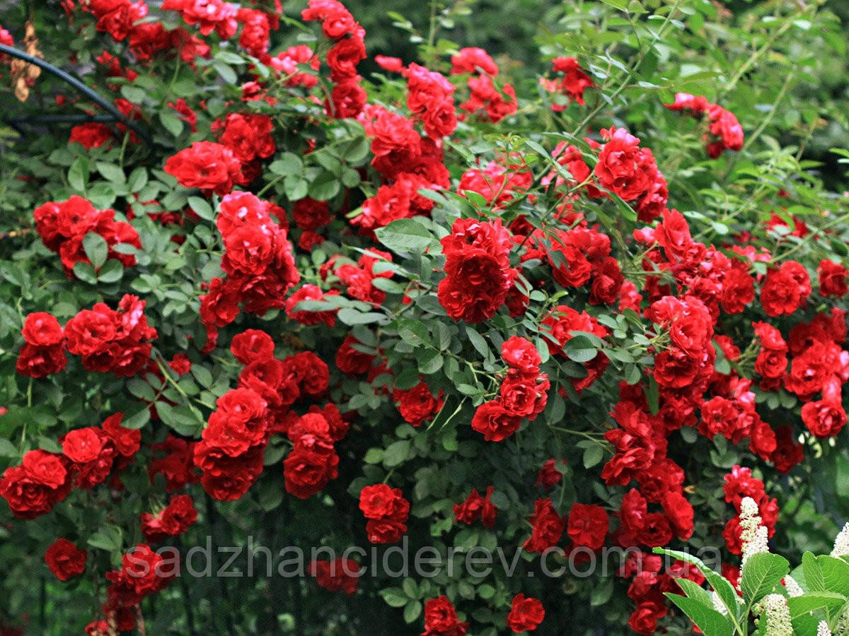 Саджанці Троянд Нахеглут (Naheglut), фото 1