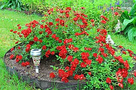 Саджанці троянд Ред Фейрі (Red Fairy, Ред Фейрі)