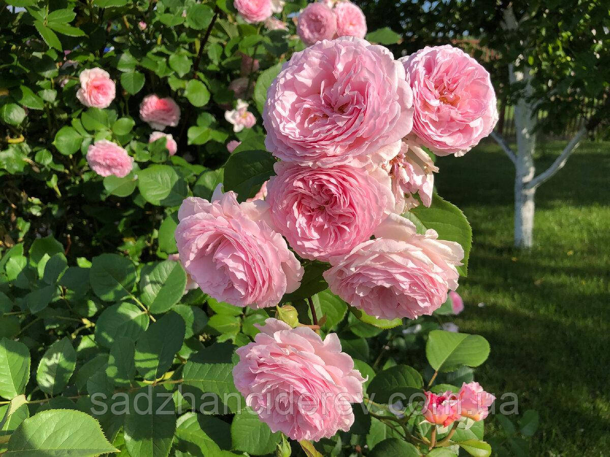 Саджанці троянд Джеймс Гелвей (James Galway, Джеймс Гелвей), фото 1