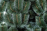 Сосна 1 м Засніжена, фото 2