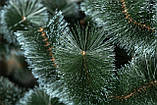 Сосна 1 м Засніжена, фото 4