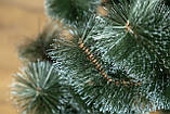 Сосна 1 м Засніжена, фото 5