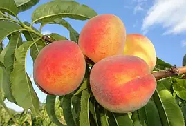 Саджанці персика Кардинал