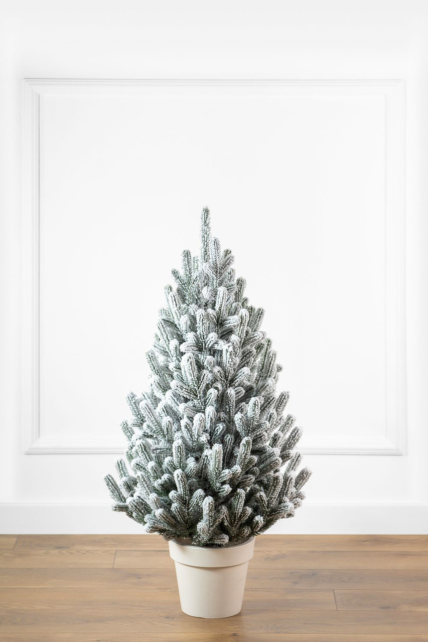 Ялинка лита "Віденська" в горщику ЗАСНІЖЕНА 0,90м, фото 1