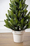 Ялинка лита "Лапландська" в горщику ВЕСНЯНА 0,70м, фото 2