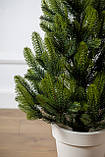 Ялинка лита "Лапландська" в горщику ВЕСНЯНА 0,70м, фото 3