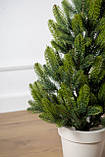 Ялинка лита "Лапландська" в горщику ВЕСНЯНА 0,70м, фото 6