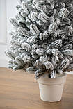 Ялинка лита "Лапландська" в горщику ЗАСНІЖЕНА 0,70м, фото 5