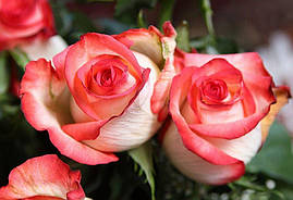 Саджанці троянд Блаш (Blush)