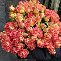 Саджанці троянд спрей Фієста Баблз (Fiesta Bubbles, Фієста Баблс)