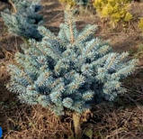 Ялина колюча Глаука Глокоза (Picea pungens Glauca Globosa), фото 6
