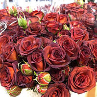 Саджанці троянд спрей Чокочіно (Chococcino, Чокочино)