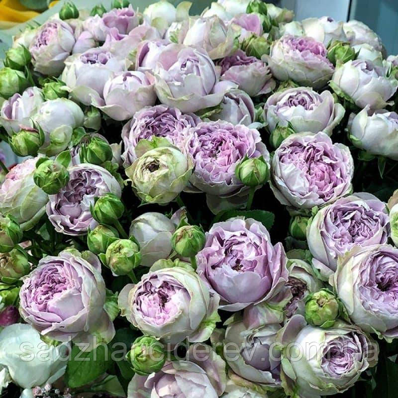 Саджанці троянд Блоссом Бабблс (Blossom Bubbles)
