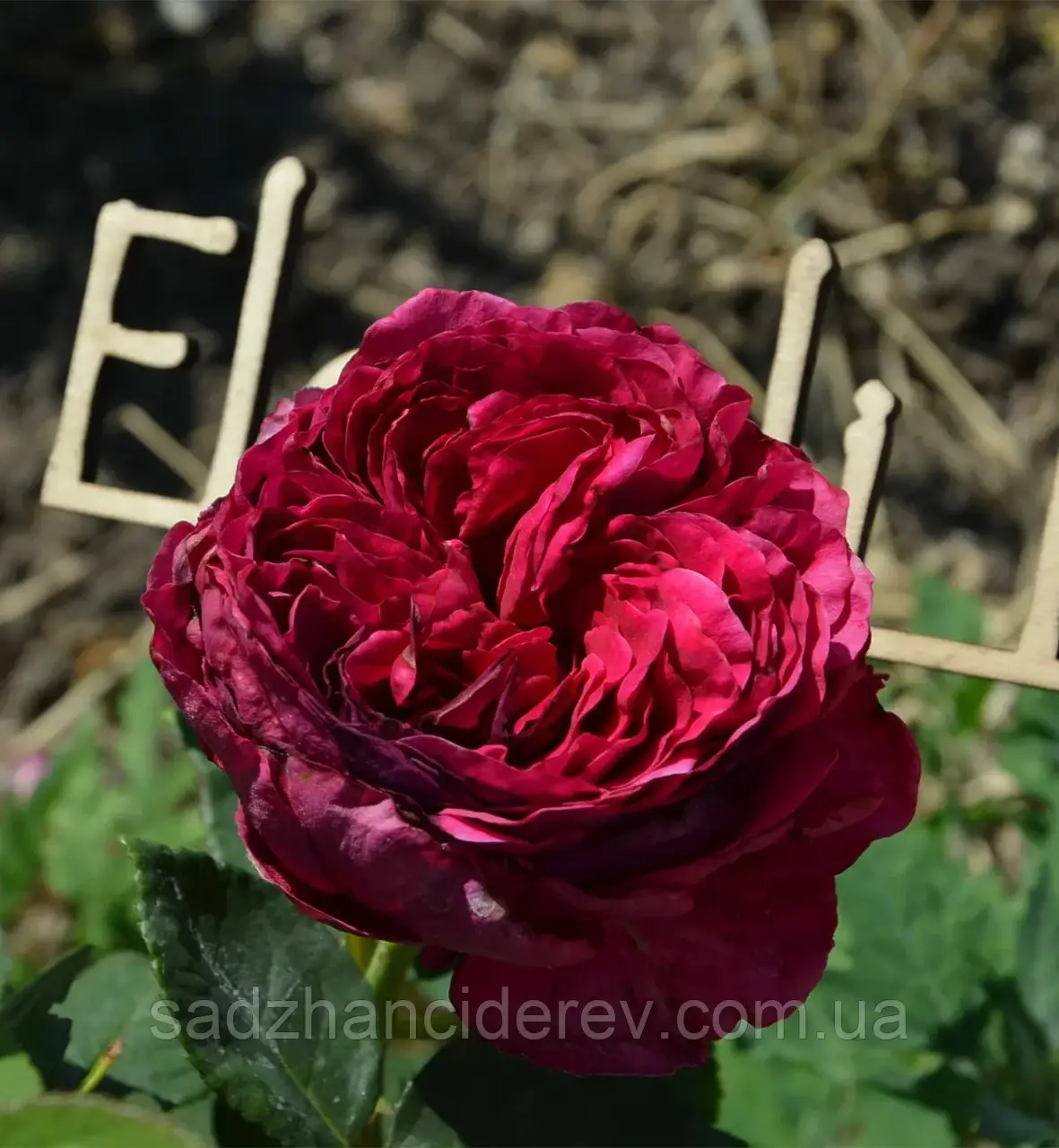 Саджанці троянд Дарсі Бассел (Darcey Bussell), фото 1