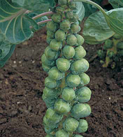 Семена брюссельской капусты, Абакус F1, (2500семян), Syngenta, Швейцария